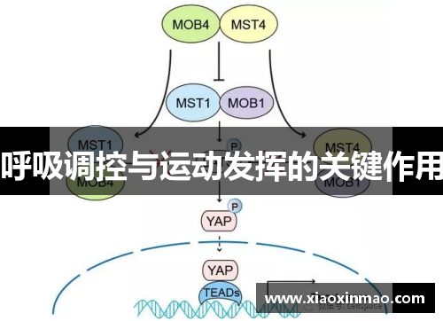 呼吸调控与运动发挥的关键作用