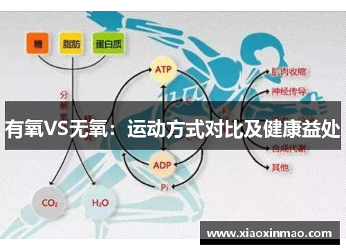 有氧VS无氧：运动方式对比及健康益处